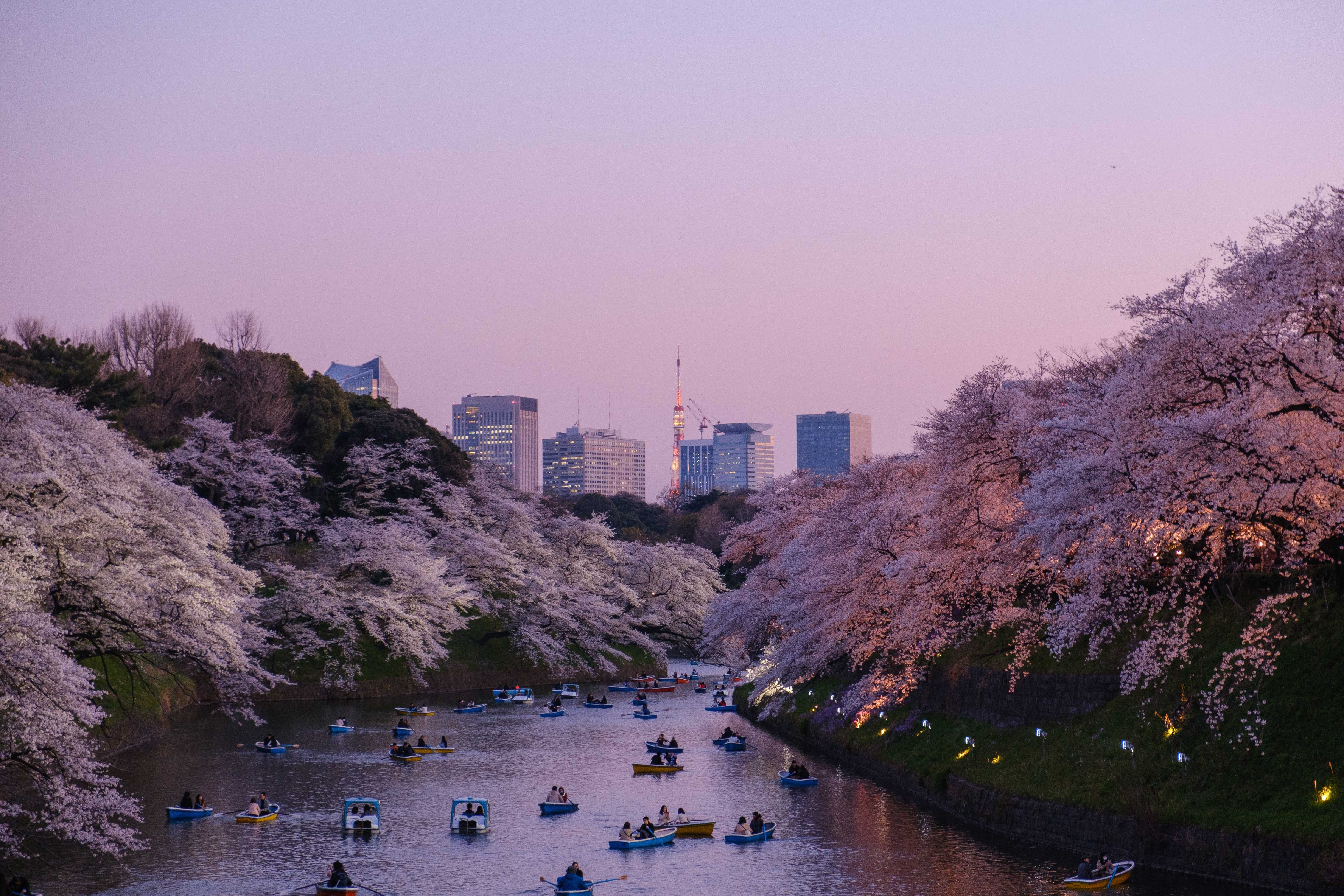 An image of a moat with boats and cherry blossoms on the banks, with Tokyo tower in the background.